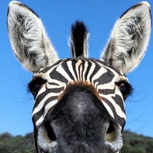 Meet your Posher, Monica